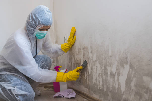 Home Mold Removal in South Coatesville, PA